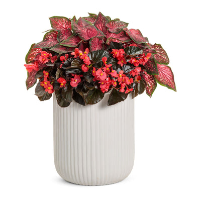 Surefire® Cherry Cordial™ Begonia (x hybrida)