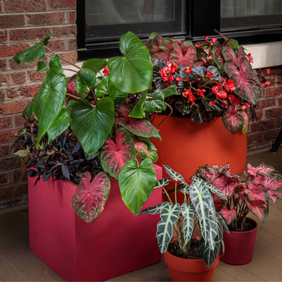 Surefire® Cherry Cordial™ Begonia (x hybrida)