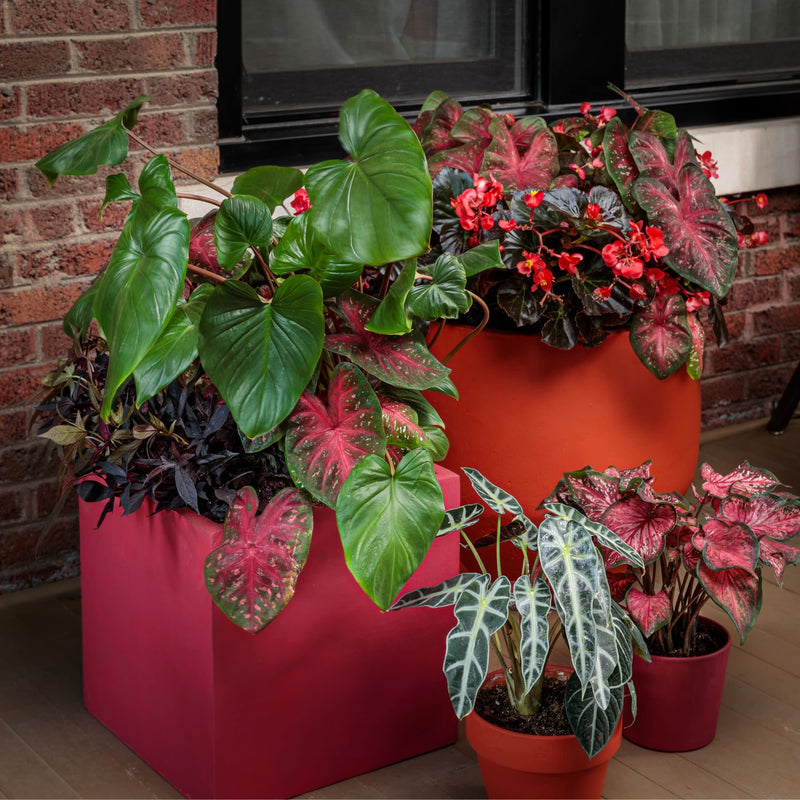 Surefire® Cherry Cordial™ Begonia (x hybrida)