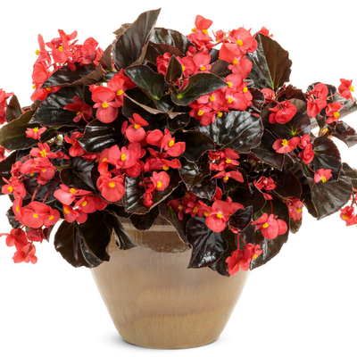 Surefire Cherry Cordial Begonia in use.