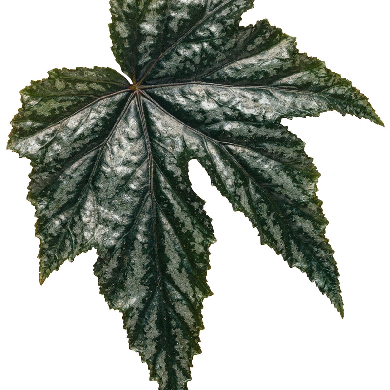 Pegasus® Begonia (Begonia hybrid)