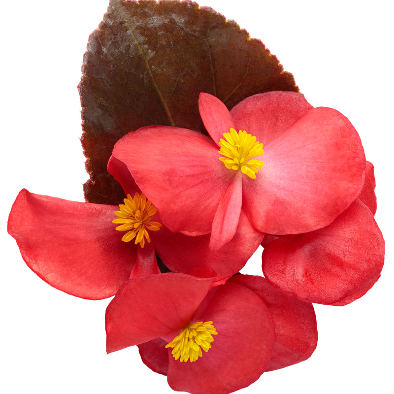 Surefire® Cherry Cordial™ Begonia (Begonia x hybrida)