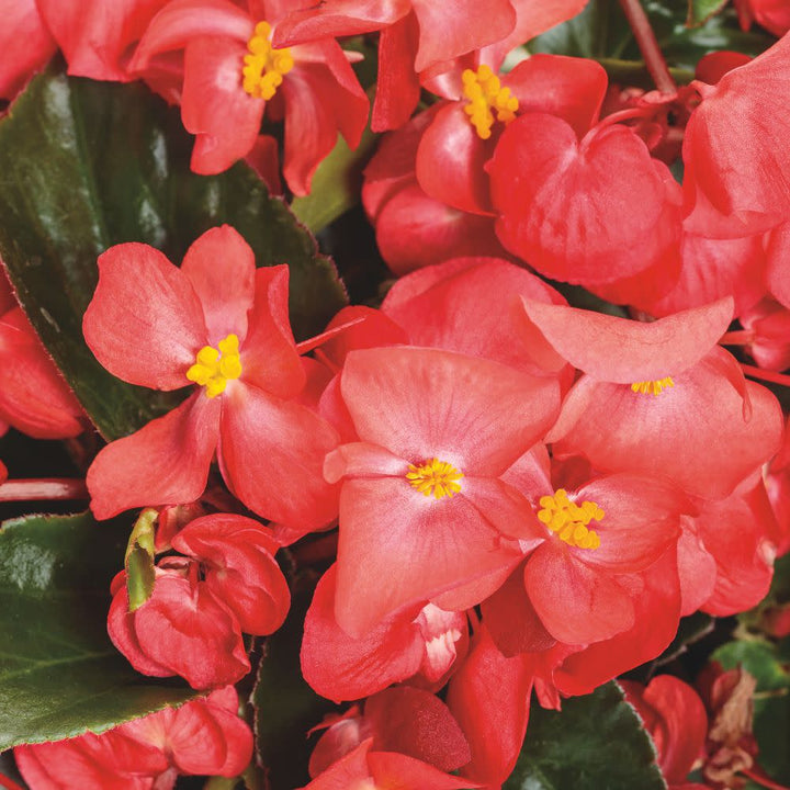 Begonia | Surefire Cascade™ Red | Proven Winners® Annuals – Proven
