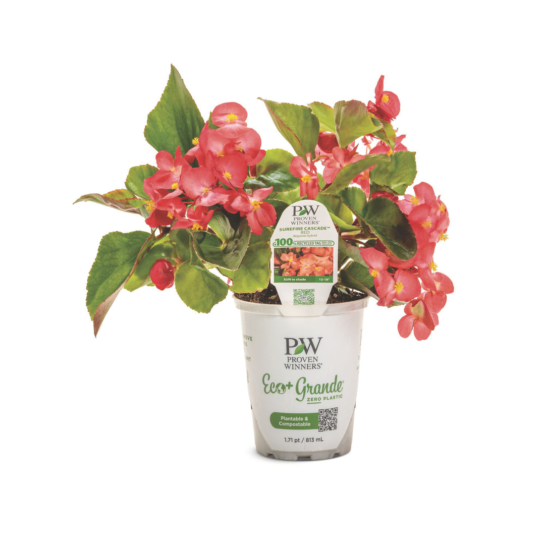 Begonia | Surefire Cascade™ Red | Proven Winners® Annuals – Proven
