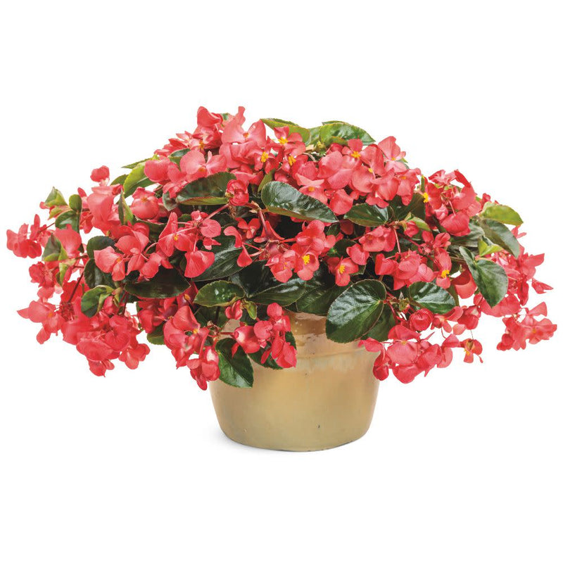 Surefire Cascade™ Red Begonia | Proven Winners® New Variety 2026