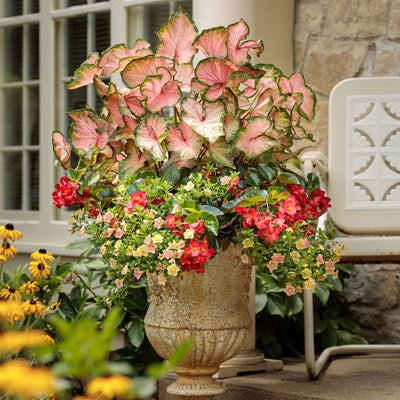 Surefire Cascade™ Red Begonia | Proven Winners® New Variety 2026