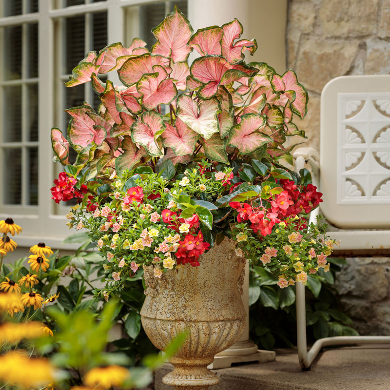 Surefire Cascade™ Red Begonia | Proven Winners® New Variety 2026