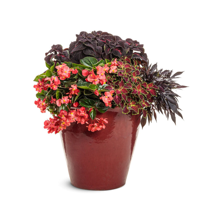 Begonia | Surefire Cascade™ Red | Proven Winners® Annuals – Proven