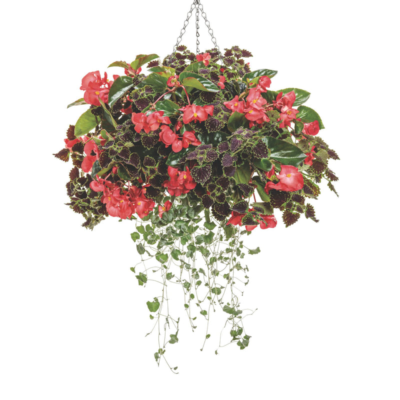Surefire Cascade™ Red Begonia | Proven Winners® New Variety 2026