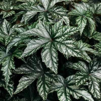 Pegasus® Begonia