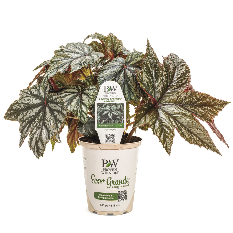 Pegasus® Begonia in pot.