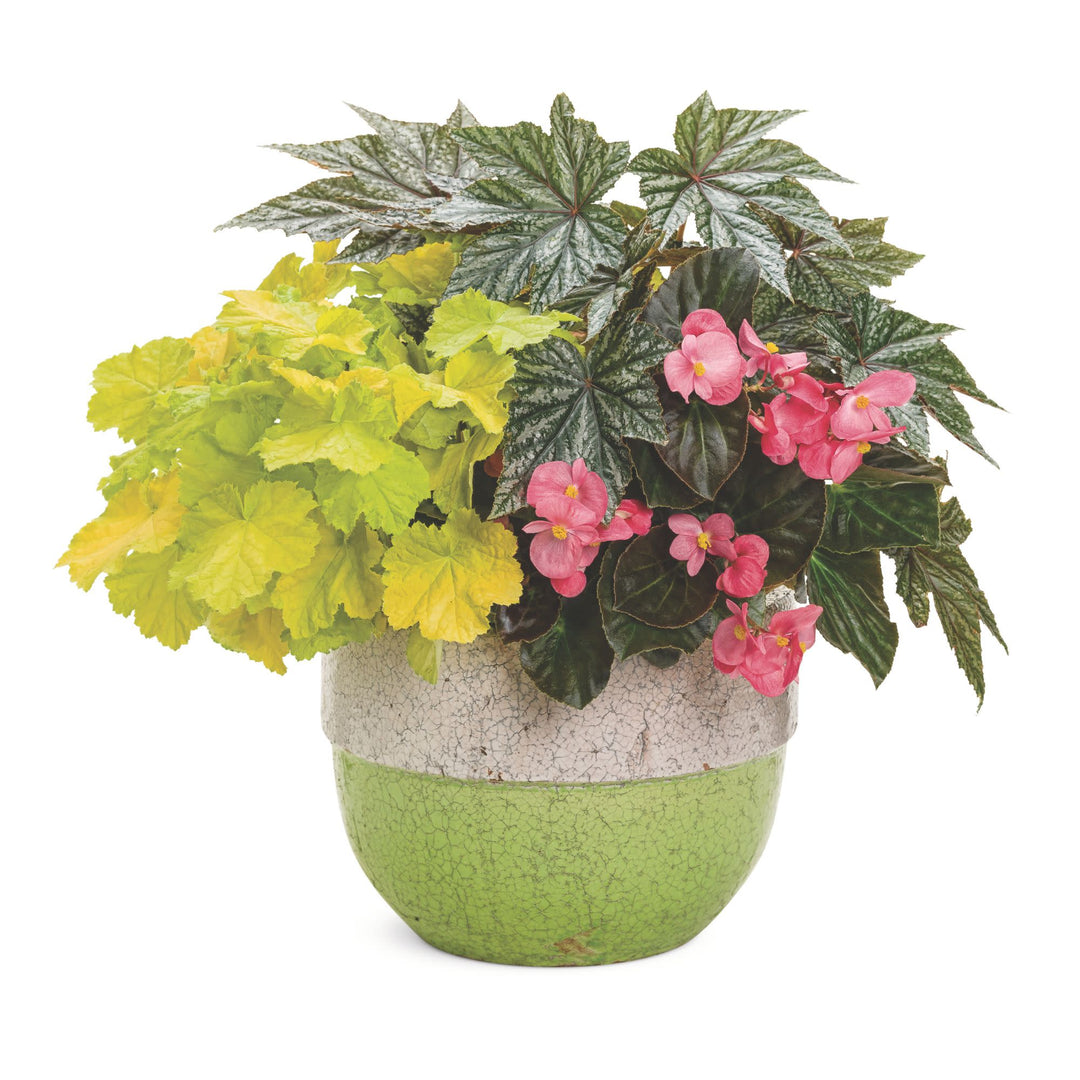 plant begonias in pots Begonia | Pegasus®