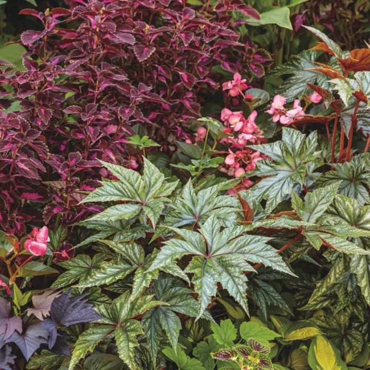 Pegasus® Begonia