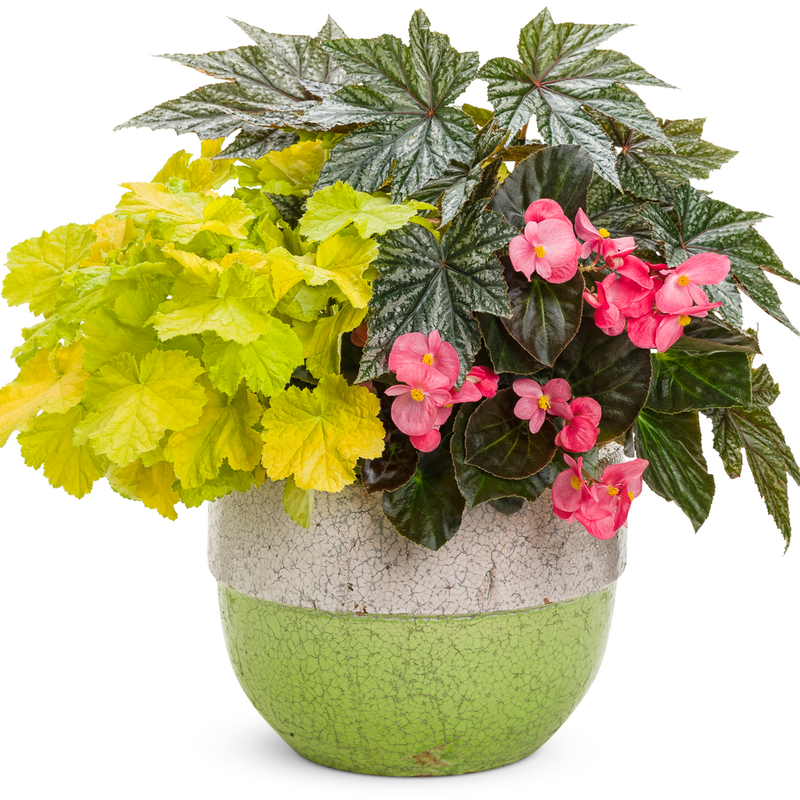 Pegasus Pegasus Begonia in use.