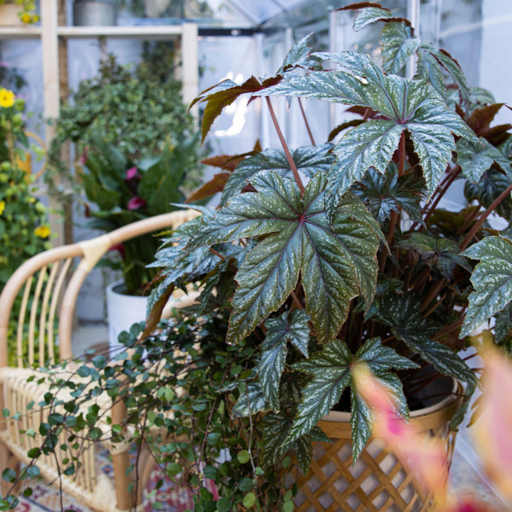 Begonia | Pegasus® | Proven Winners® Annuals – Proven Winners Direct™