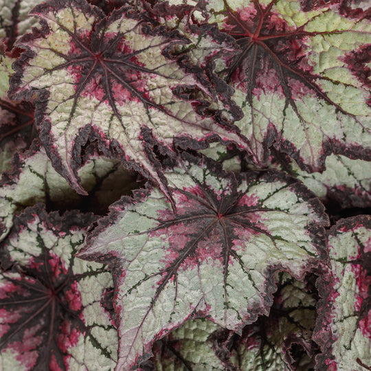 Space Age® Black Hole™ (Rex begonia)
