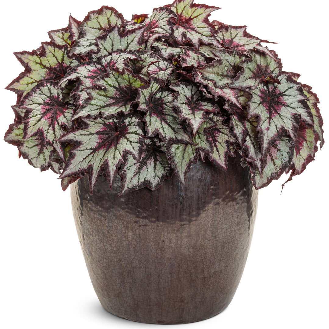 Rex Begonia | Space Age® Black Hole™ | Proven Winners® Annuals