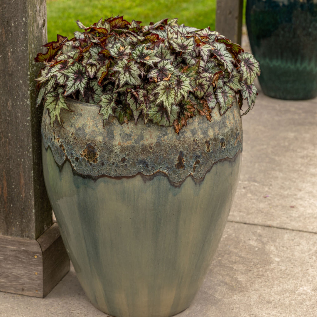 Rex Begonia | Space Age® Black Hole™ | Proven Winners® Annuals
