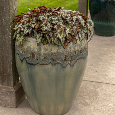 Space Age® Black Hole™ (Rex begonia)