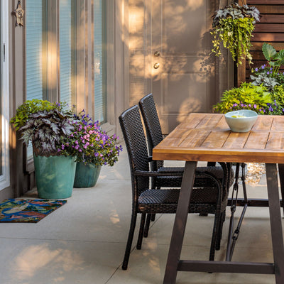 Space Age® Black Hole™ (Rex begonia)