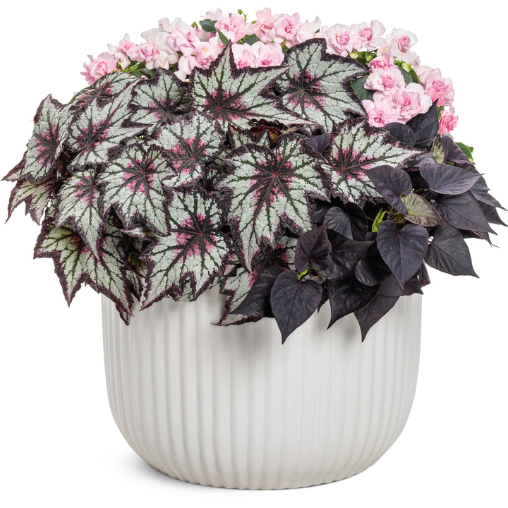 Rex Begonia | Space Age® Black Hole™ | Proven Winners® Annuals