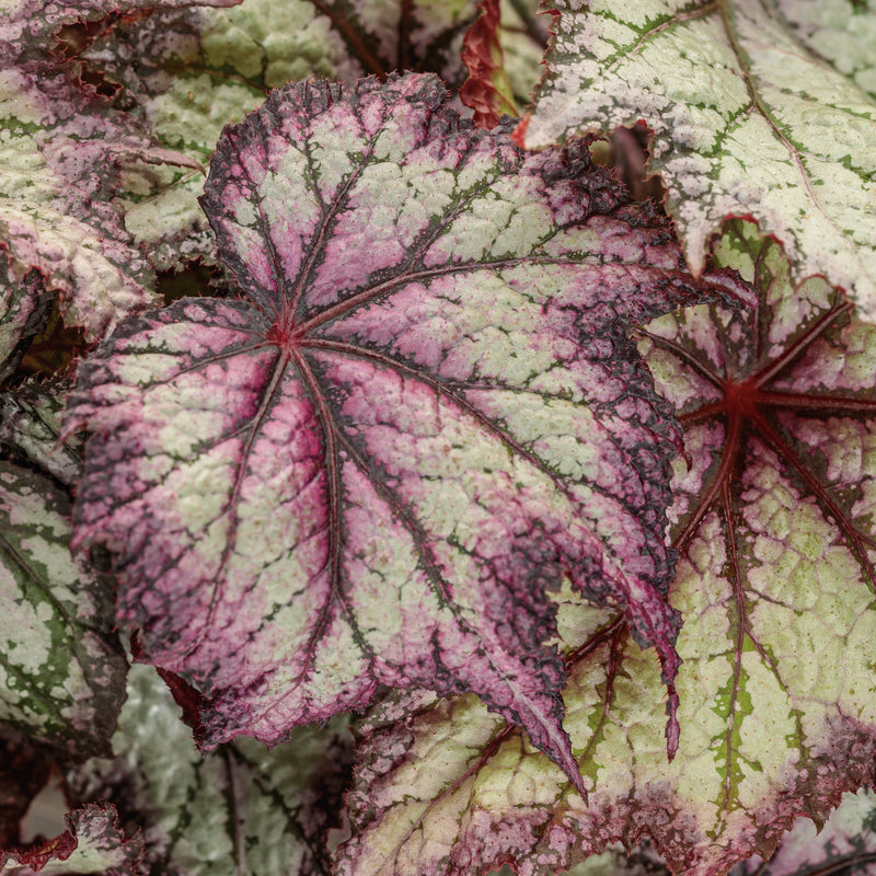 Space Age Europa Space Age Europa Rexbegonia up close.