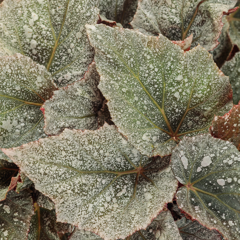 Space Age Triton Begonia Rex close up.