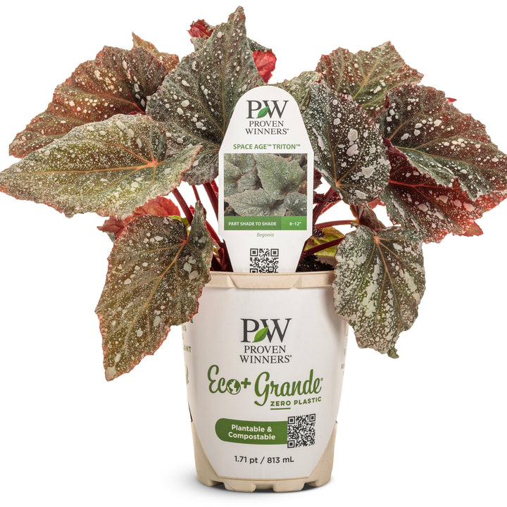 Rex Begonia | Space Age® Triton™ | Proven Winners® Annuals