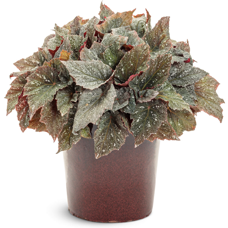 rex house plant Rex Begonia | Space Age® Triton™