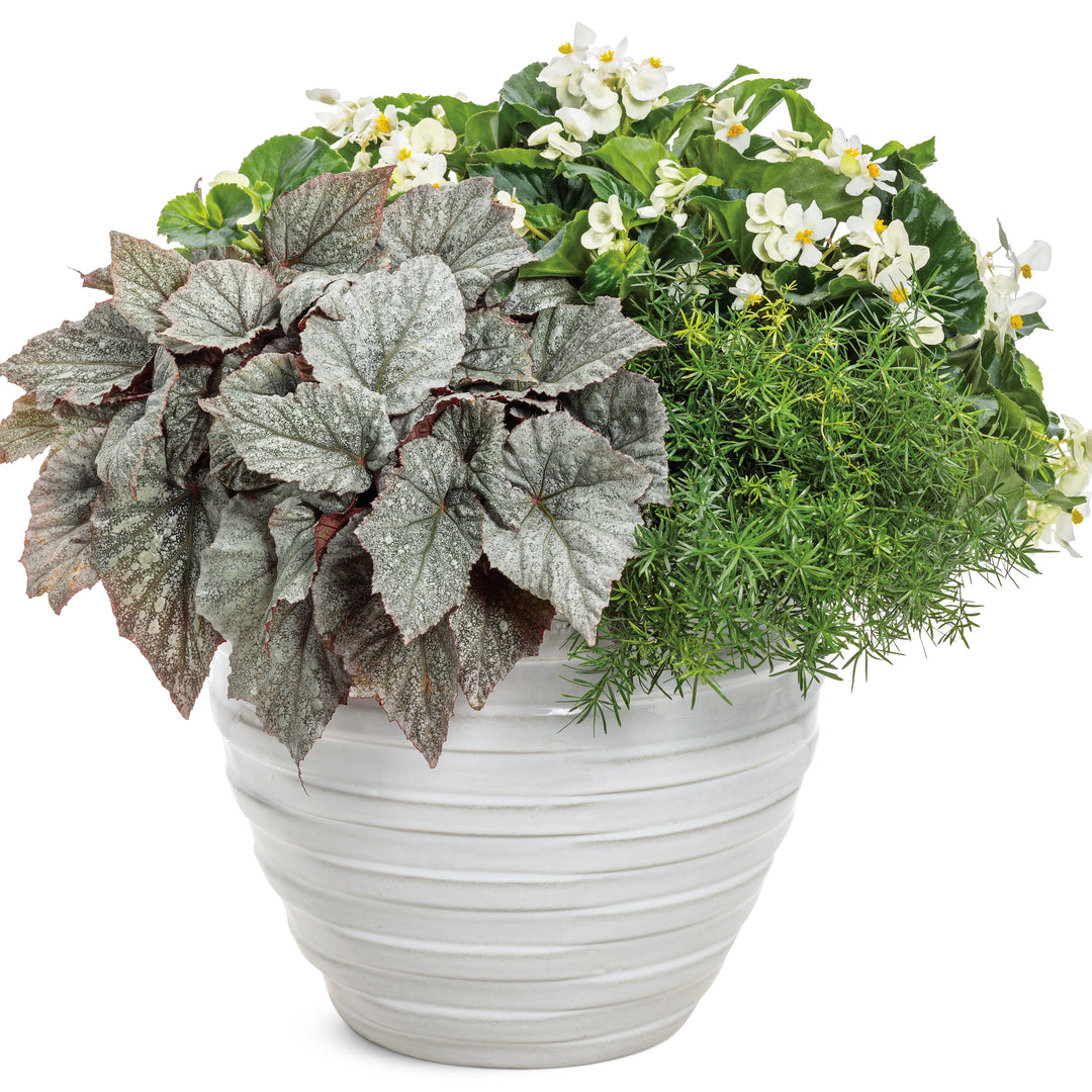Rex Begonia | Space Age® Triton™ | Proven Winners® Annuals