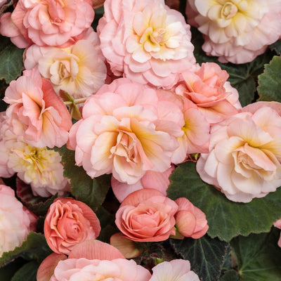 Double Delight Blush Rose Begonia up close.