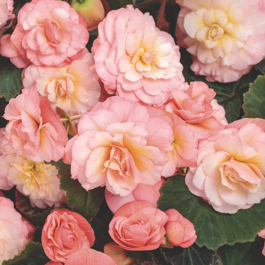 Double Delight® Blush Rose Begonia (tuberhybrida)