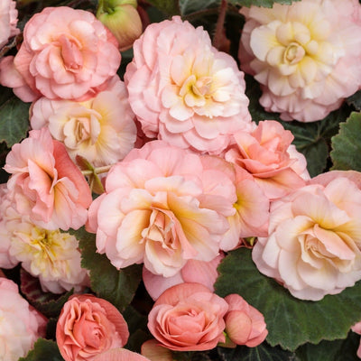 Double Delight Blush Rose Begonia up close.