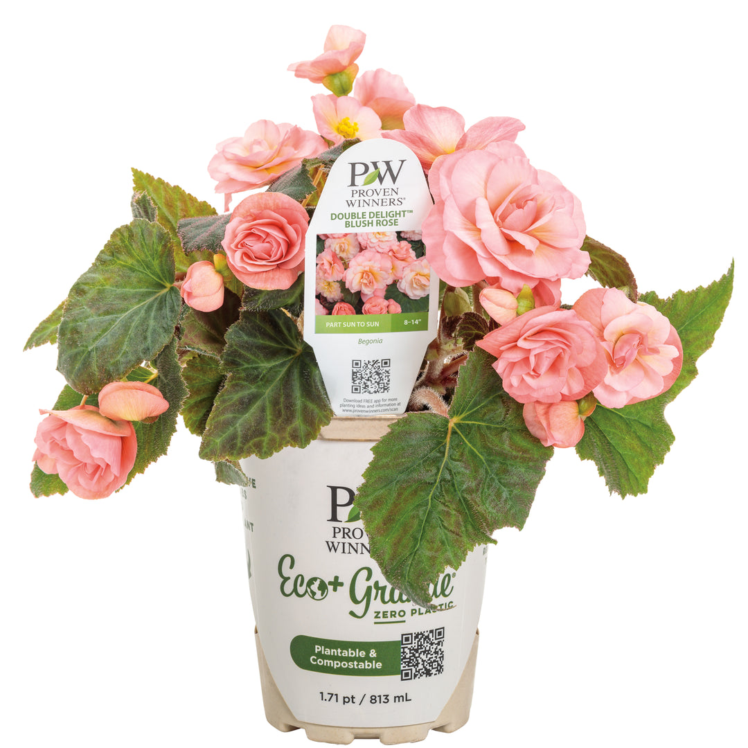 double delight rose seeds Begonia | Double Delight® Blush Rose