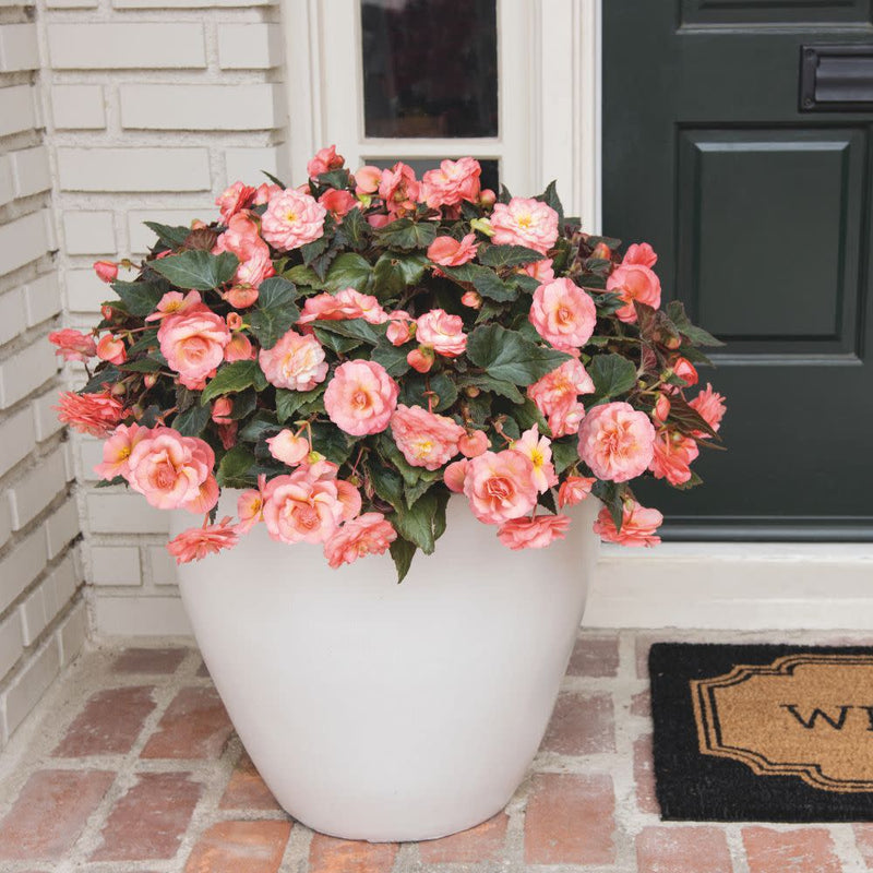 Double Delight® Blush Rose Begonia (Begonia tuberhybrida)