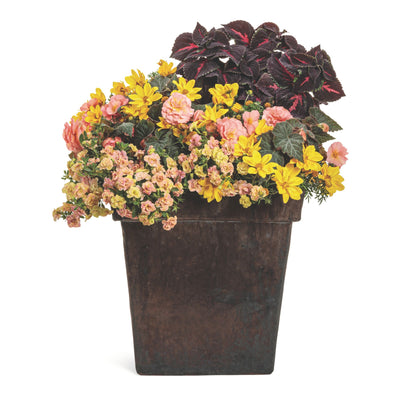 Double Delight® Blush Rose Begonia (tuberhybrida)