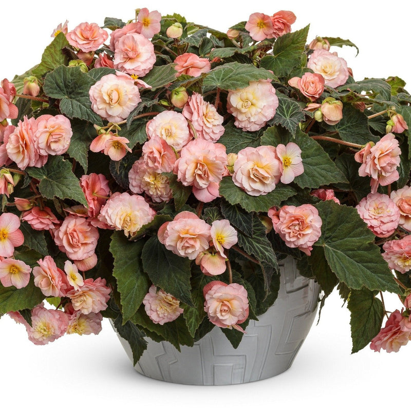 Double Delight Blush Rose Begonia in use.