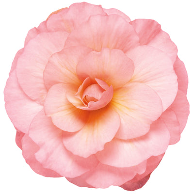 Double Delight® Blush Rose Begonia (Begonia tuberhybrida)