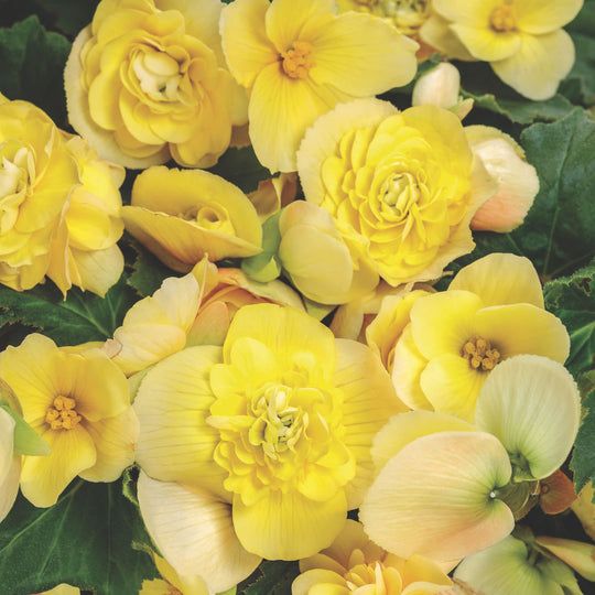 Double Delight® Primrose Begonia (tuberhybrida)