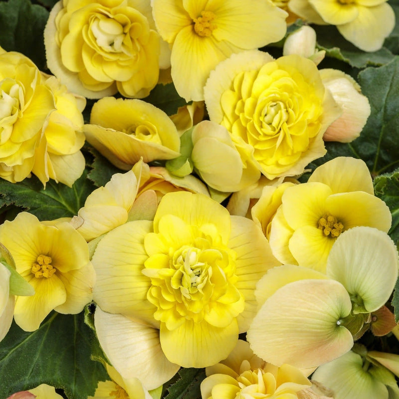 Double Delight Primrose Begonia up close.