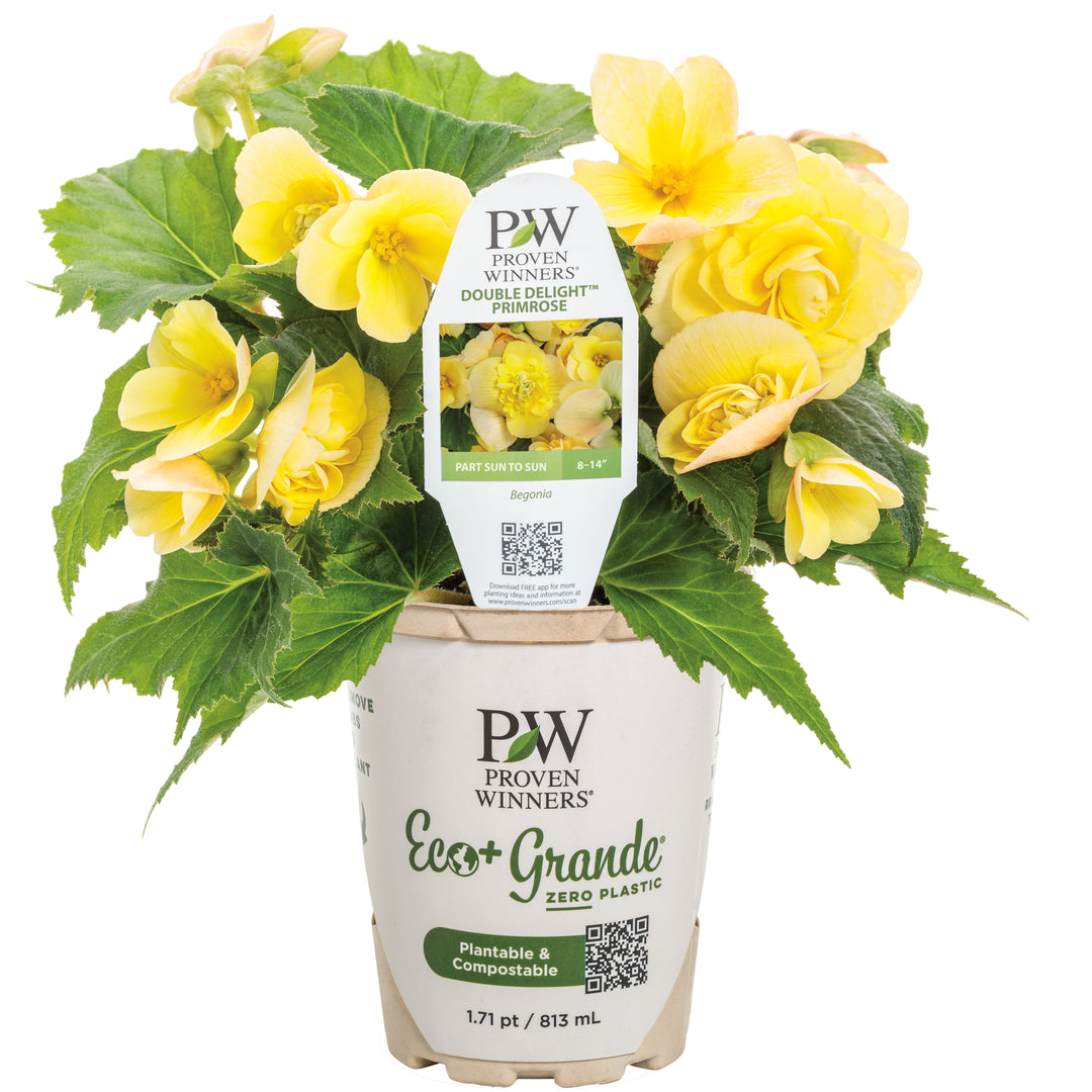 Double Delight® Primrose Begonia (tuberhybrida)