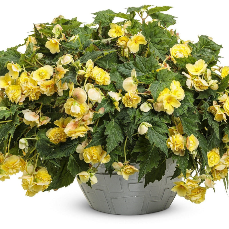 Double Delight Primrose Begonia in use.