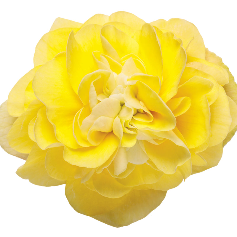 Double Delight® Primrose Begonia (Begonia tuberhybrida)