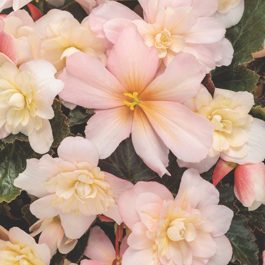 Double Delight® Appleblossom Begonia (tuberhybrida)