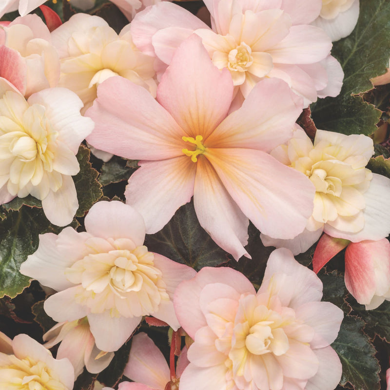 Double Delight® Appleblossom Begonia (tuberhybrida)