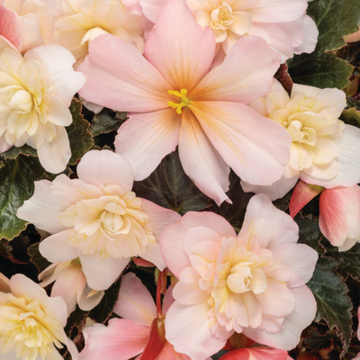 Double Delight Appleblossom Begonia up close.