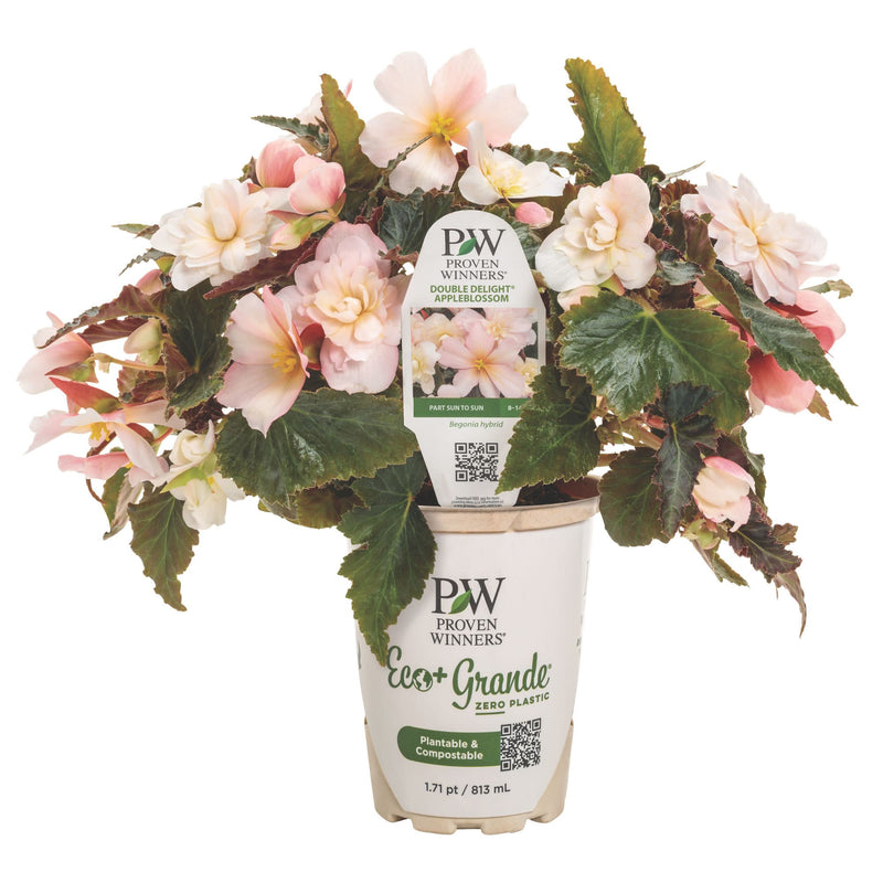 Double Delight® Appleblossom Begonia (tuberhybrida)