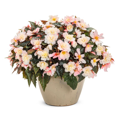 Double Delight® Appleblossom Begonia (tuberhybrida)