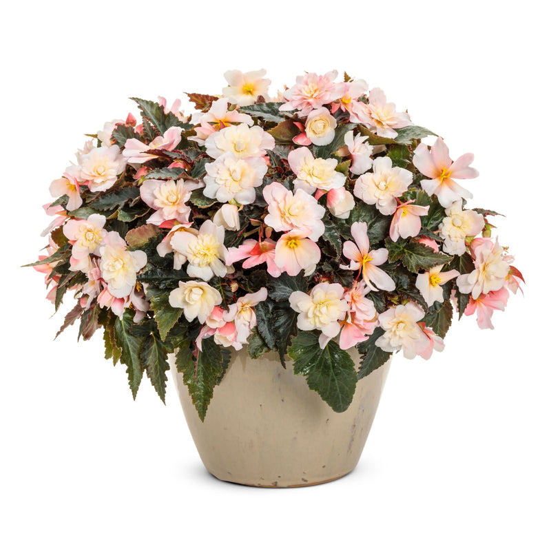 Double Delight® Appleblossom Begonia (tuberhybrida)