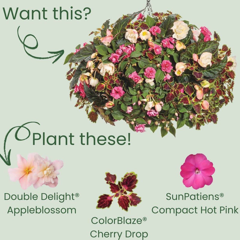 Double Delight® Appleblossom Begonia (Begonia tuberhybrida)